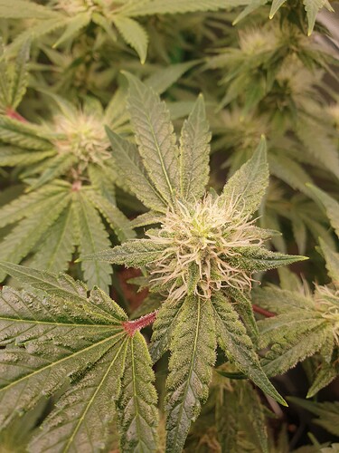 Growreport Bild 2