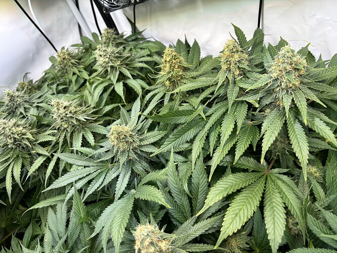 Growreport Bild 16