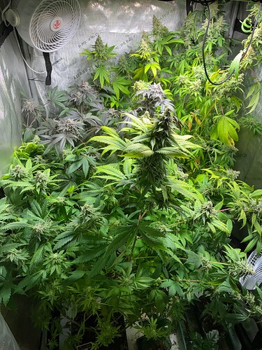 Growreport Bild 2