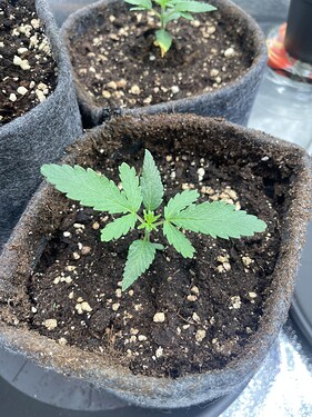 Growreport Bild 25