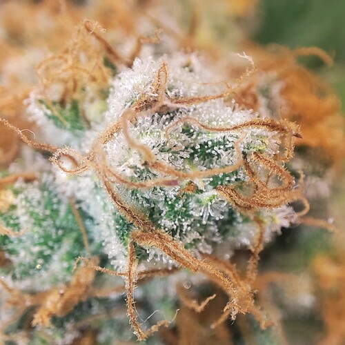 Growreport Bild 53