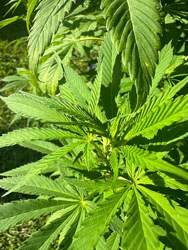 Growreport Bild 32