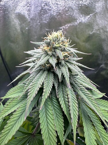 Growreport Bild 54