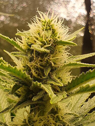 Growreport Bild 4