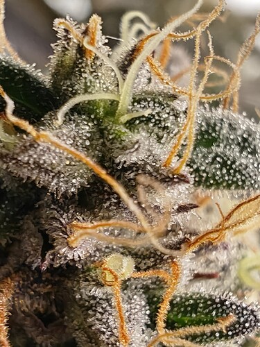 Growreport Bild 2
