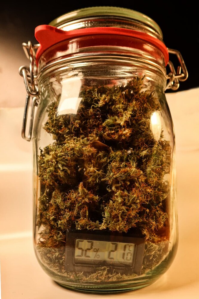 Minigrow im Koffer, 35W: Do-Si-Dos Auto und White Widow Auto [geerntet]