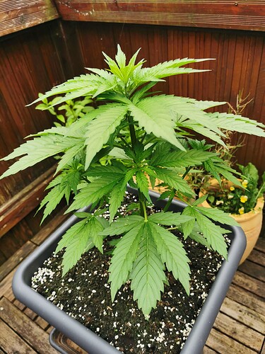 Growreport Bild 7