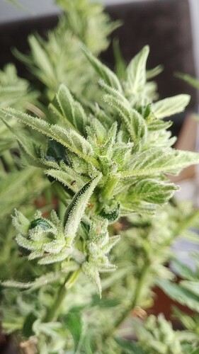 Growreport Bild 2
