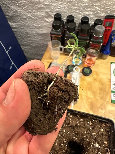 Growreport Bild 6