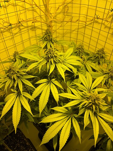 Growreport Bild 6