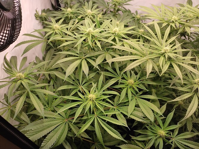 Growreport Bild 9