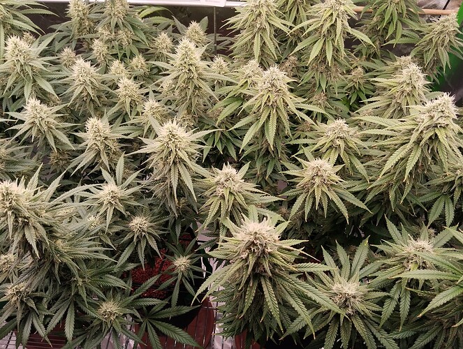 Growreport Bild 8