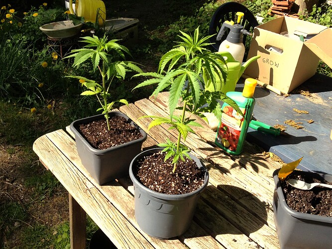 Drei junge Cannabispflanzen in Töpfen auf einem Holztisch im Freien, daneben eine Sprühflasche und Tomatendünger.