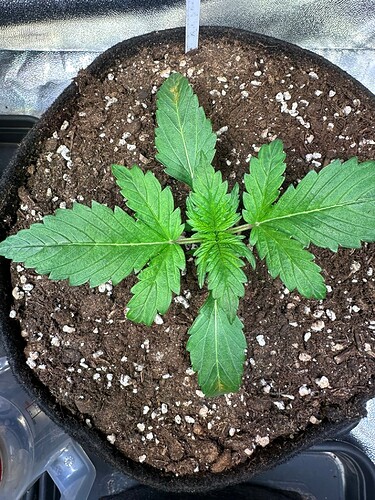 Growreport Bild 36