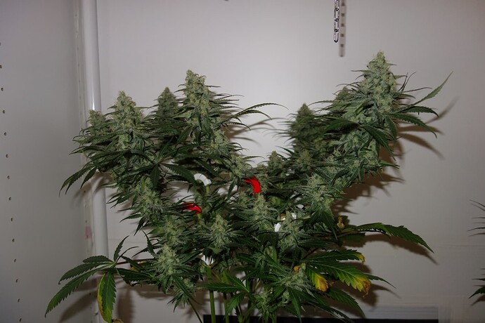 Growreport Bild 16