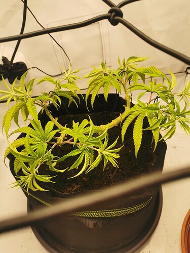 Growreport Bild 7