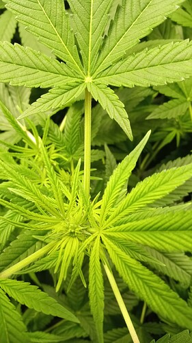 Growreport Bild 4