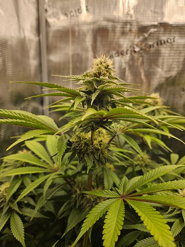 Growreport Bild 4