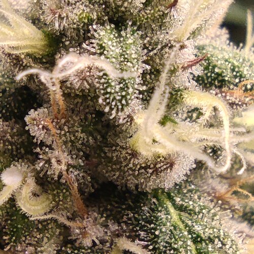 Growreport Bild 7