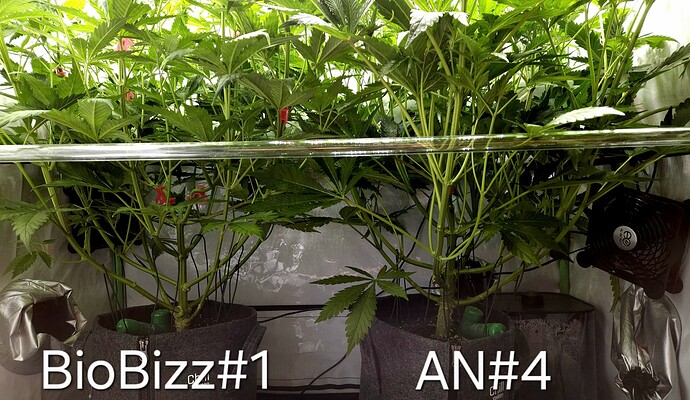 Growreport Bild 9