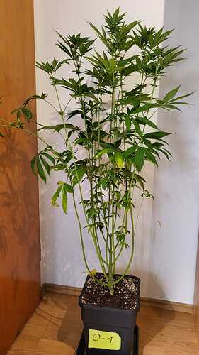 Eine Cannabispflanze in einem schwarzen Topf mit einem gelben Etikett 'O-1' steht vor einer weißen Wand.