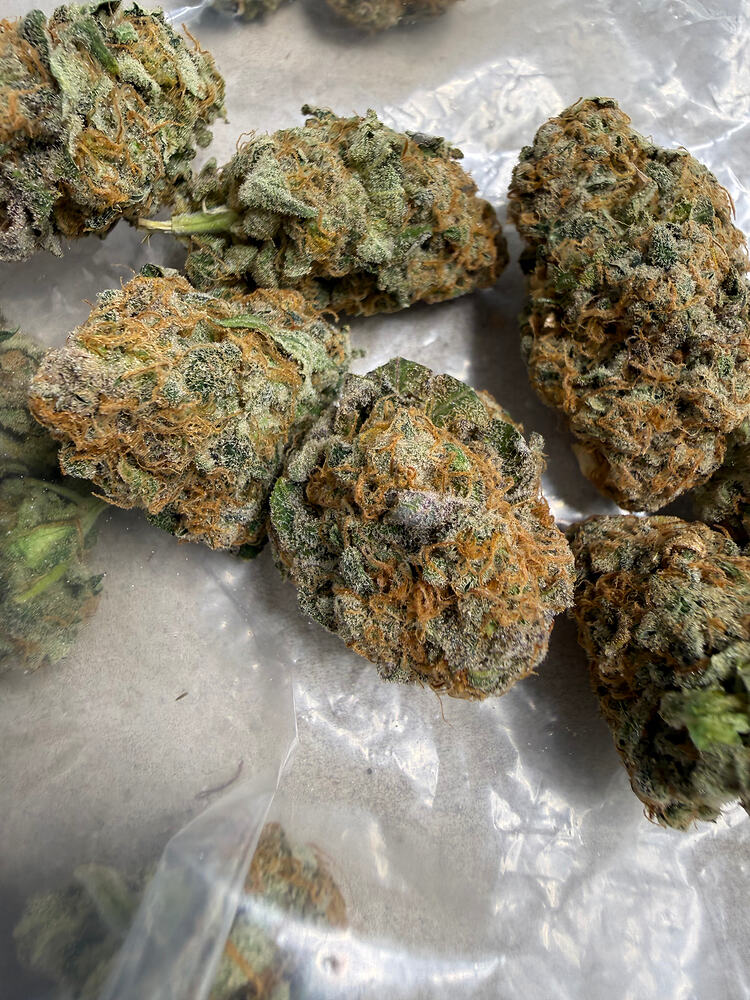2x Fat Bastard + 1xChocolate Haze Photo 2 Grow ab Blüte