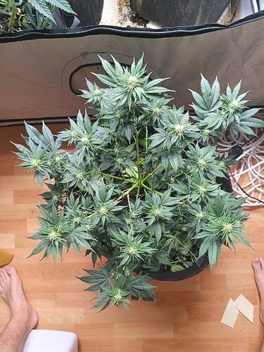 Growreport Bild 3
