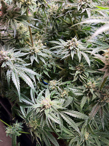 Growreport Bild 38
