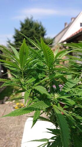 Growreport Bild 18