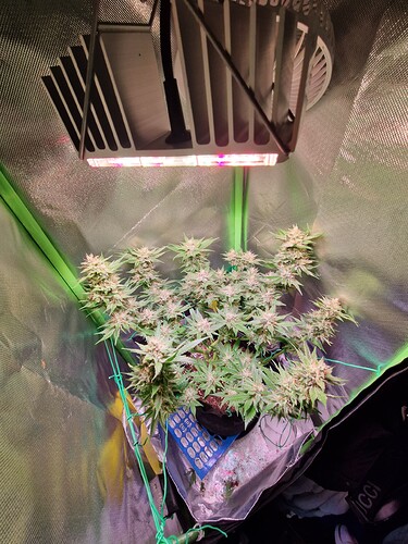 Growreport Bild 15