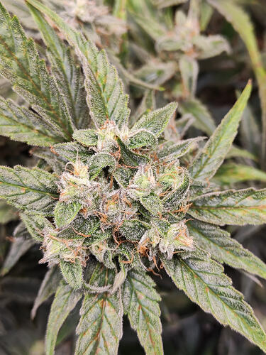 Growreport Bild 4