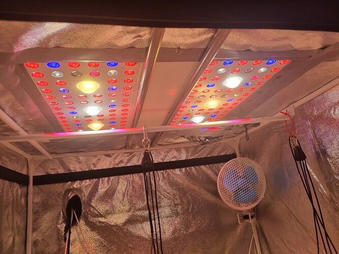 Zwei LED-Pflanzenlampen mit roten, blauen und weißen LEDs sind in einer Growbox montiert. Eine kleine Ventilator ist ebenfalls sichtbar.