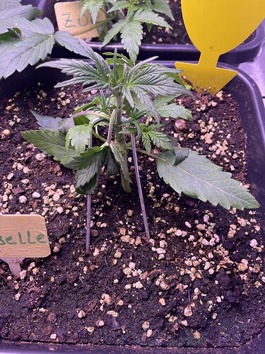 Growreport Bild 11