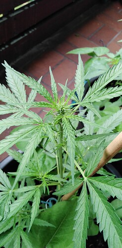 Growreport Bild 4