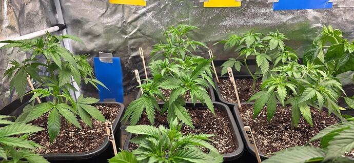 Growreport Bild 5