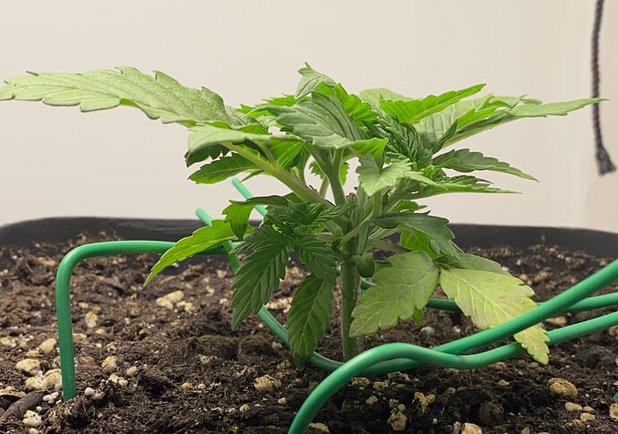 Growreport Bild 52