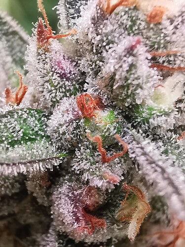 Growreport Bild 3