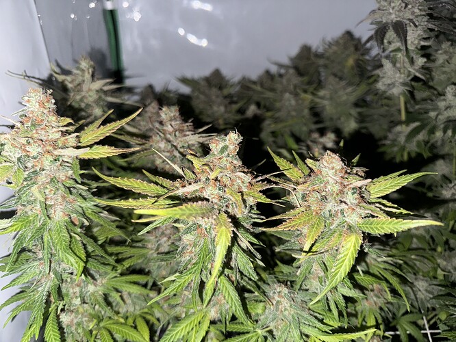 Growreport Bild 33