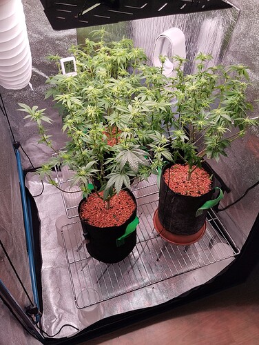 IMG_20250123_165134 - Kopie