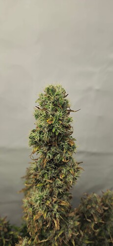 Growreport Bild 24