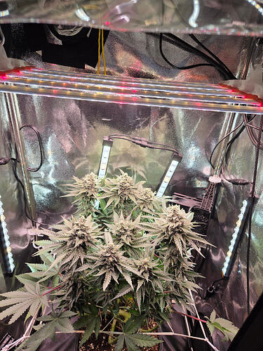 Eine blühende Cannabispflanze in einem Growzelt mit LED-Beleuchtung.