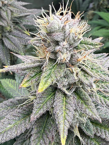 Growreport Bild 26
