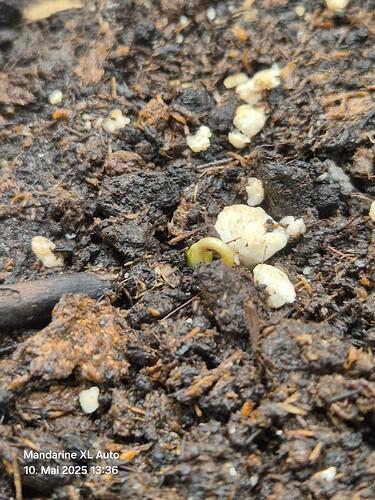 Mandarine XL Auto (Ganja Farmer) (1)