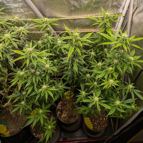 Growreport Bild 3