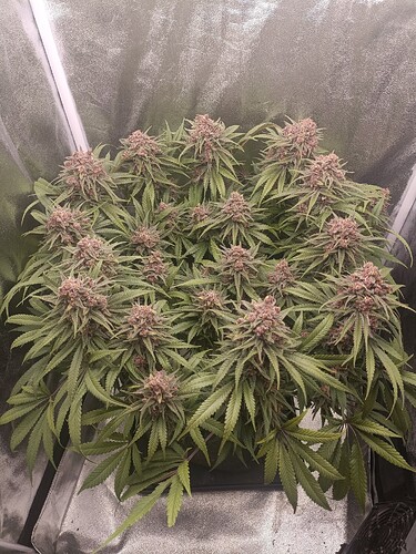 Growreport Bild 10