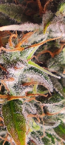 Growreport Bild 10