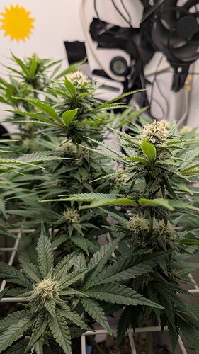 Growreport Bild 31