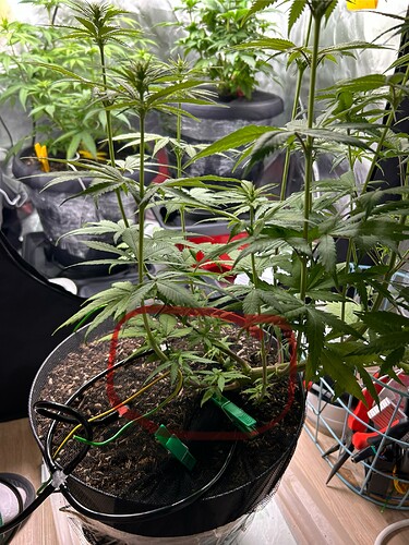 Growreport Bild 1