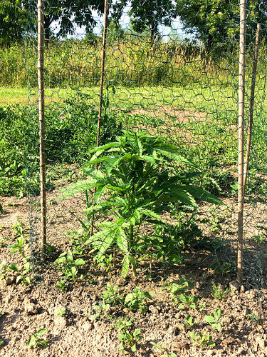 Grow2606242