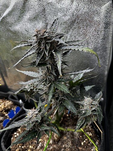 20240609_101938182_iOS